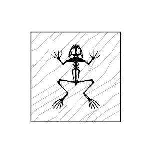 NATURALE QUADRATO FROG LASER 20,2X20,2 WOOD BISAZZA  14WQUL0012-Archigo.it