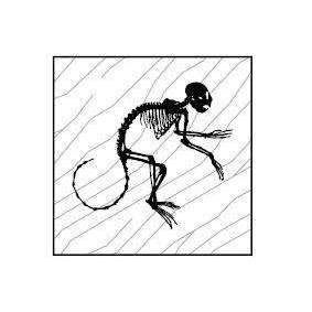 NATURALE QUADRATO MONKEY LASER 20,2X20,2 WOOD BISAZZA  14WQUL0016-Archigo.it